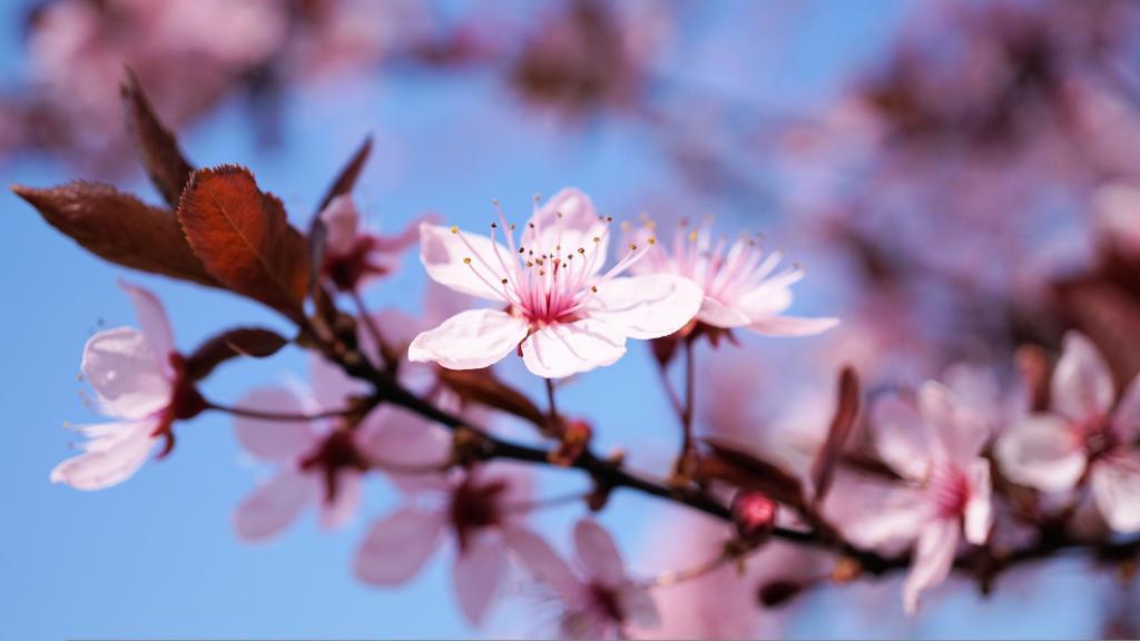 Pink cherry blossom flowers growing out of tree branch, contrast against clear blue sky.