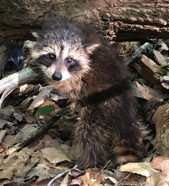 Baby racoon in Erie County