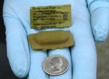 Bait in gloved hand