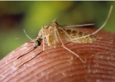Close-up photo of a mosquito on a human fingertip.