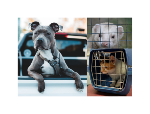 Photos of dog, ferret, and cat