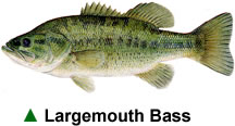 bass_largemouth