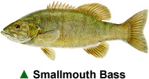 bass_smallmouth
