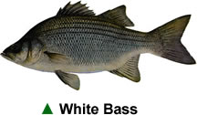 bass_white