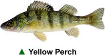 perch_yellow