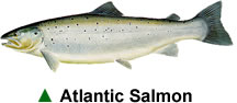 salmon_atlantic