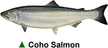 salmon_coho