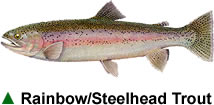 trout_steelhead