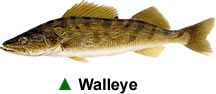 walleye