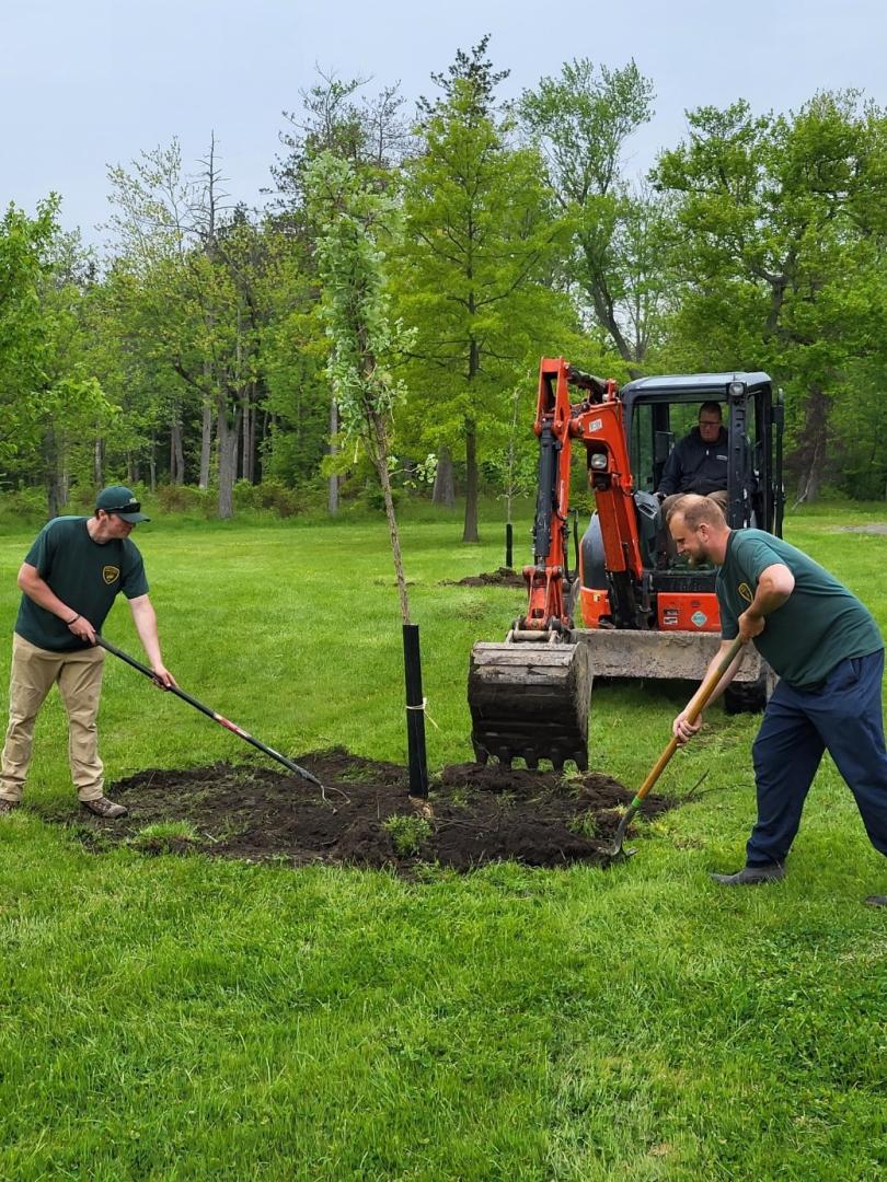 Tree Planting in Park