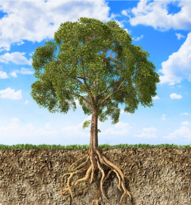 Tree with tree roots exposed through a cross-section of the soil