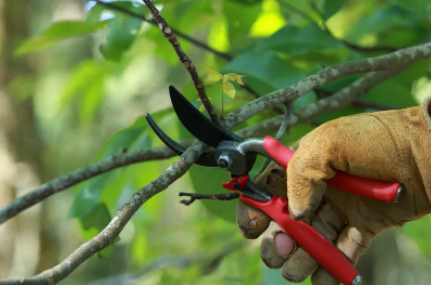 Pruning shears being used on tree branch