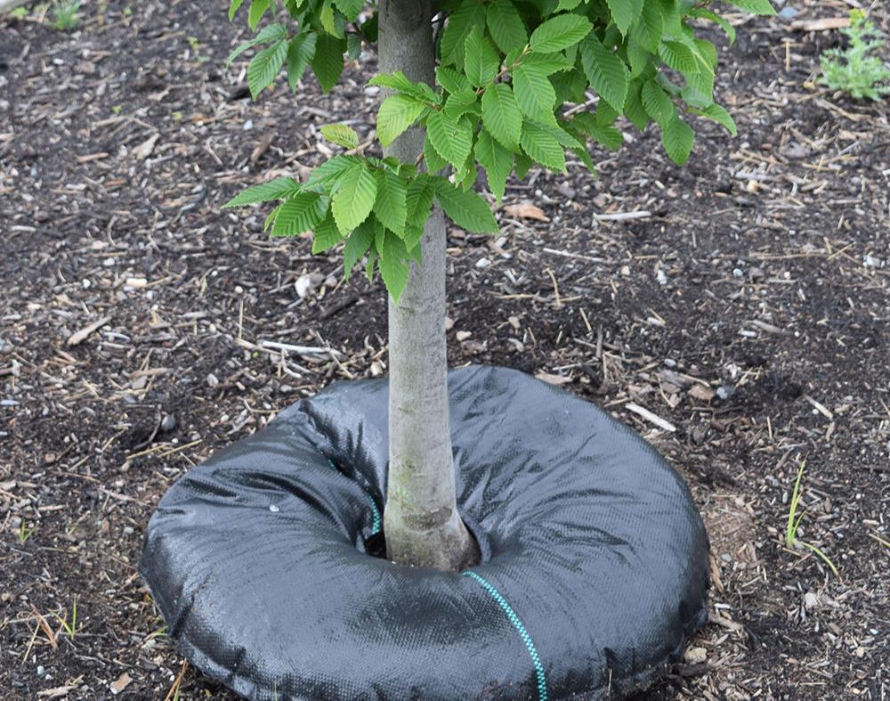 Tree with tree diaper on