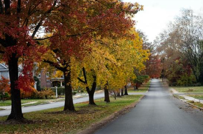 Street trees in autumn