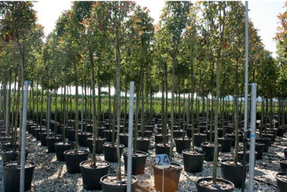 Tree nursery
