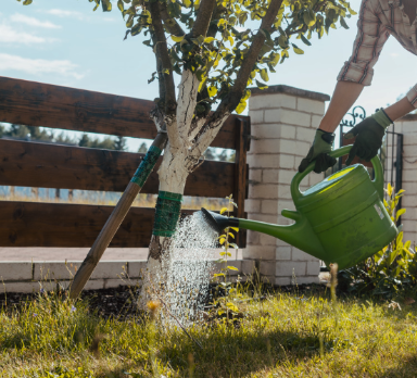Tree being watered with watering can