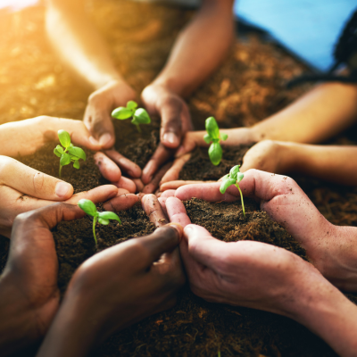 Many hands holding seedlings.