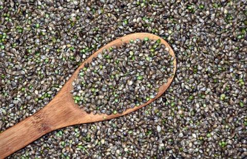 hemp