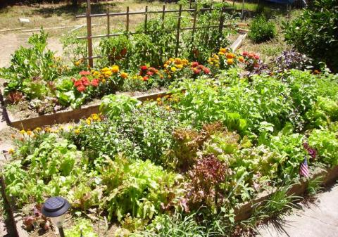 garden