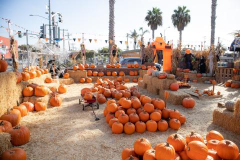 Pumpkin Patch