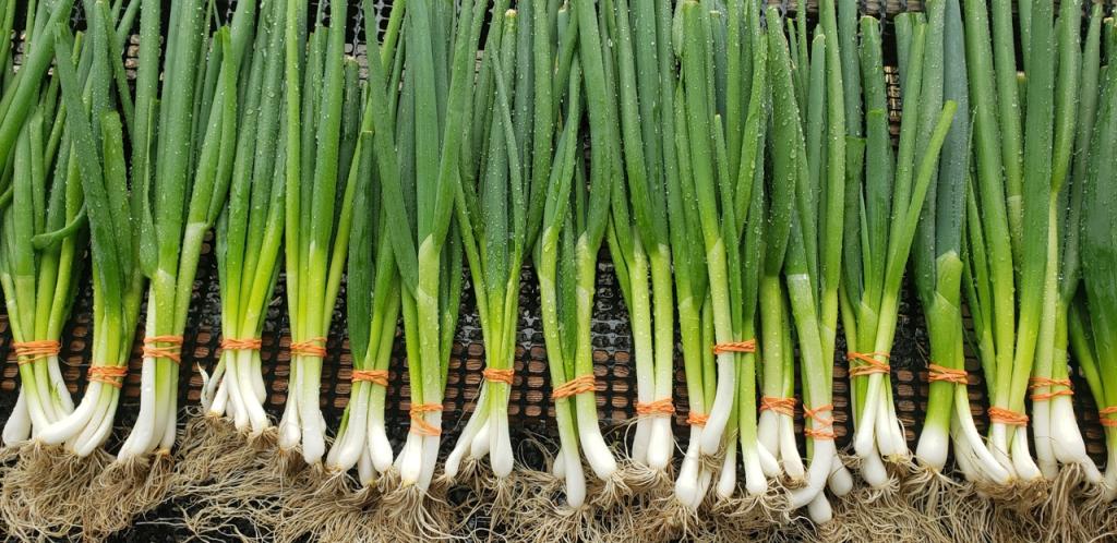 Green Onions from 5 Loaves Farm
