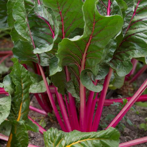 Beet Greens