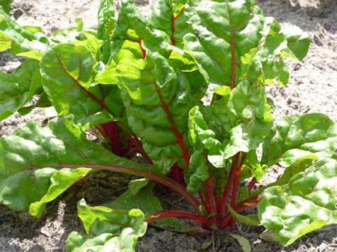 swiss chard