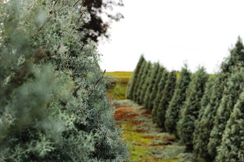 Christmas tree farm