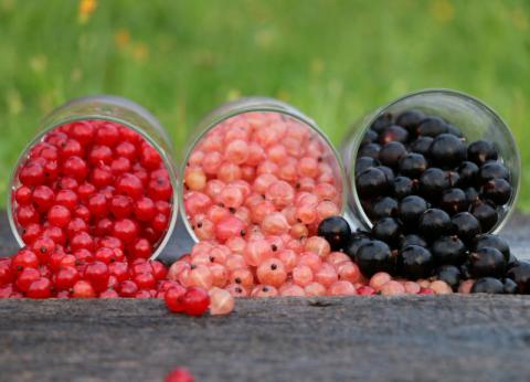 currants