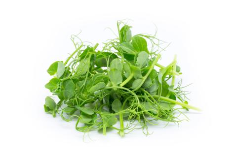 A handful of microgreens are pictured on a white background.