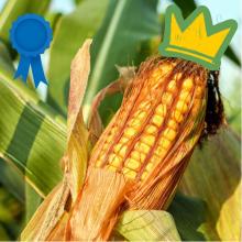 Ear of corn wearing a Golden Crown and Blue Ribbon