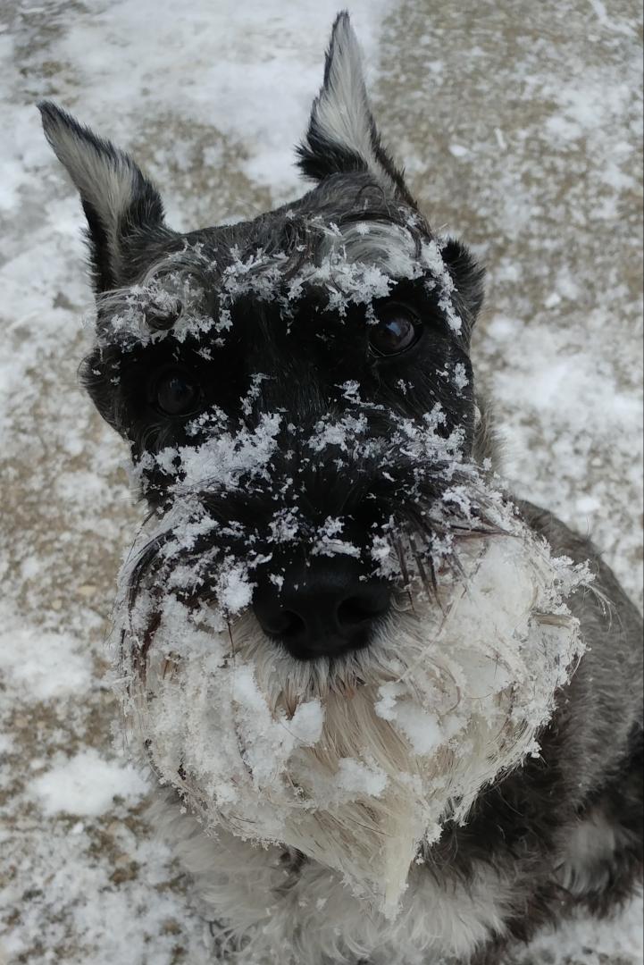 Dog with snow on face