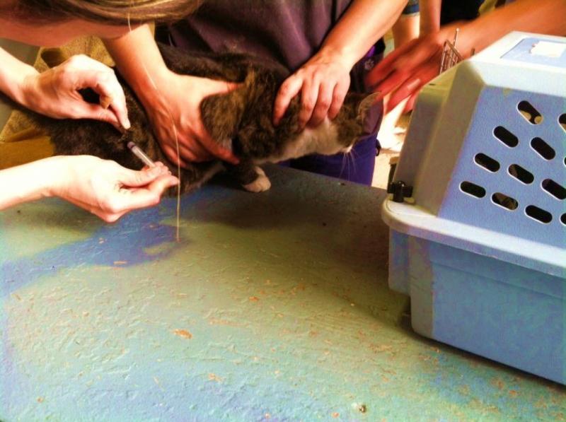 Cat receiving rabies shot Cat at rabies clinic