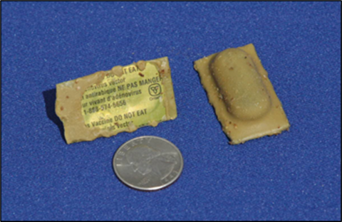 Green oral rabies vaccine packets shown next to a quarter coin to demonstrate size