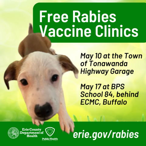 Closeup cutout picture of small white and brown dog with text, free rabies clinics, May 10 at Town of Tonawanda Highway Garage and May 17, BPS School 84 in Buffalo