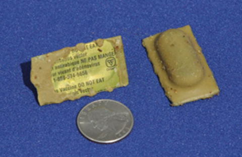 Army green rabies bait packet shown next to a quarter coin for scale