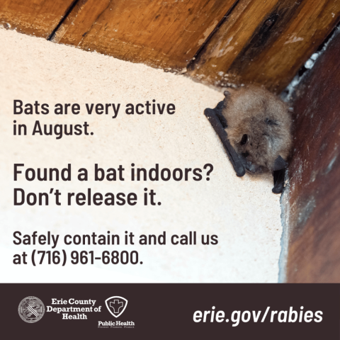 Small brown bat in the corner of a ceiling with text, Bats are very active in August. Found a bat indoors? Don't release it. Safely contain it and call us at 716-961-6800.