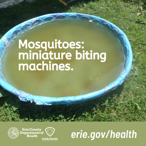 Blue plastic kiddie pool filled with murky green water with text, mosquitoes: miniature biting machines.