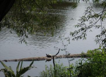 seneca-bluffs-turtle