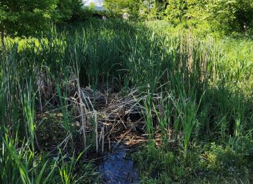 Pocket Wetland