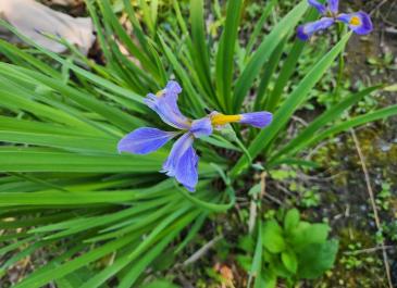 Blueflag Iris