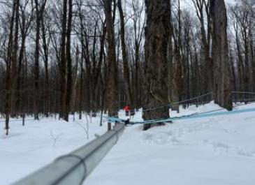 Trees in a snow-covered forest with sap lines running between them, where Erie County produces maple syrup