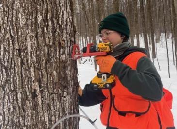Employee tapping a maple tree