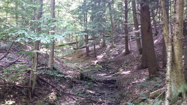 forestry-pic-3