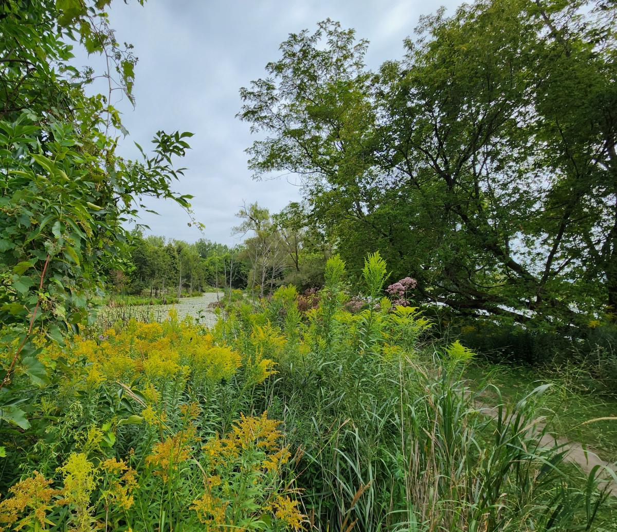 Red Jacket Wetland