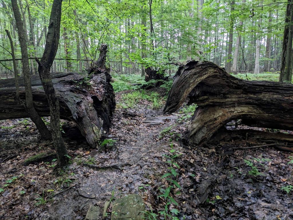 Eighteen Mile Creek Trail