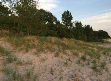 bennett-dune-grass