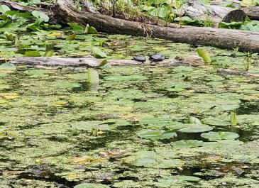 turtle