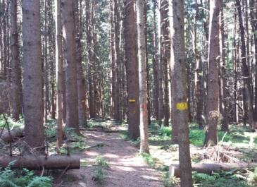 forestry-pic-4