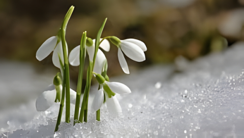Spring flowers in snow